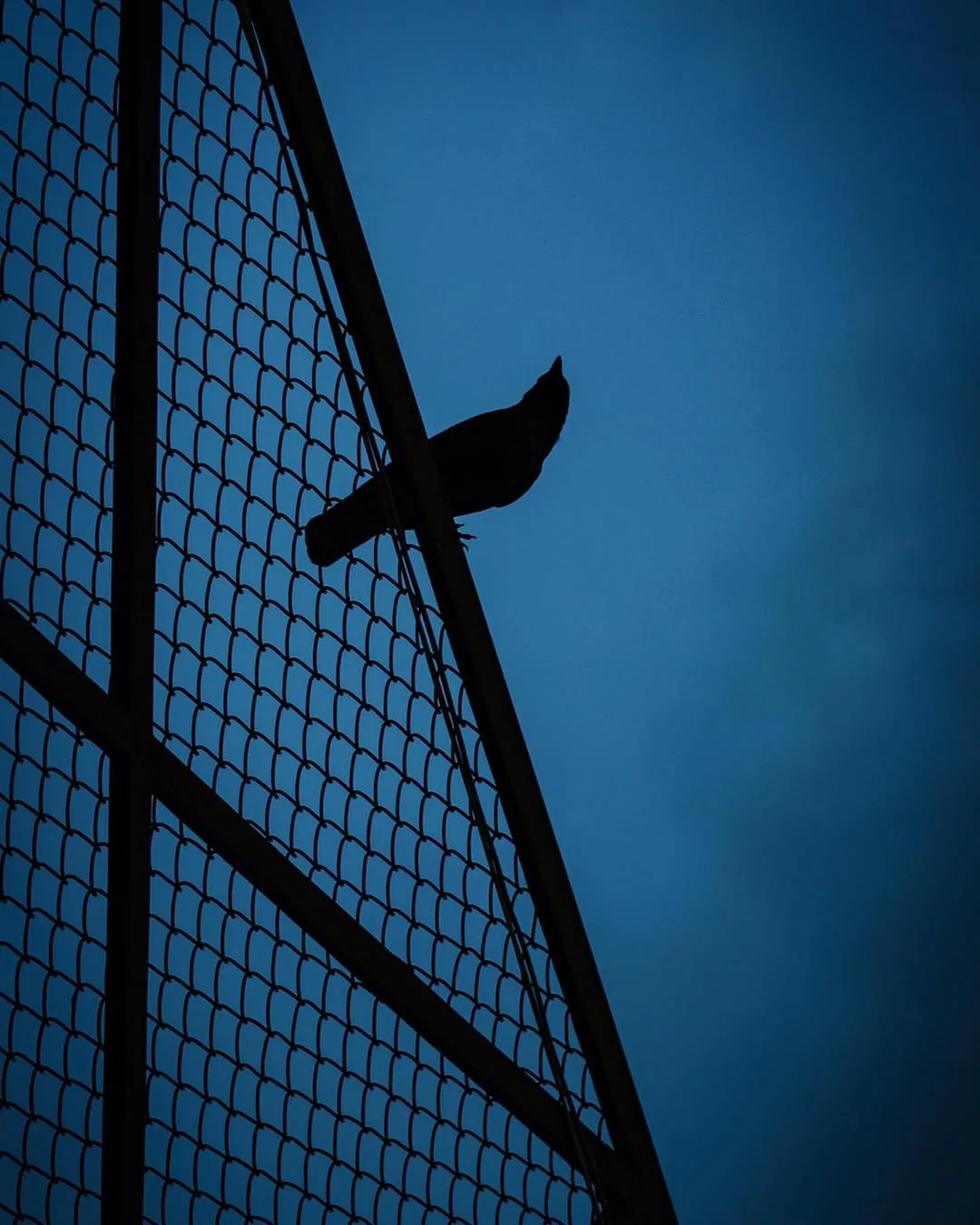 Blue, photograph 4 of 11