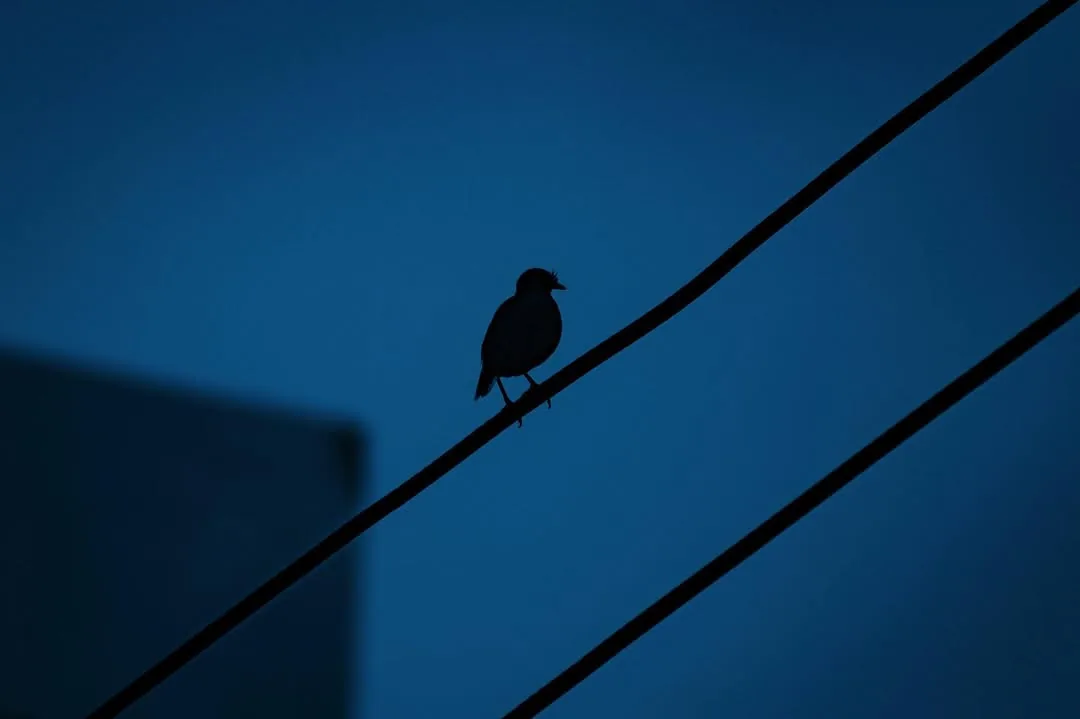 Blue, photograph 5 of 11