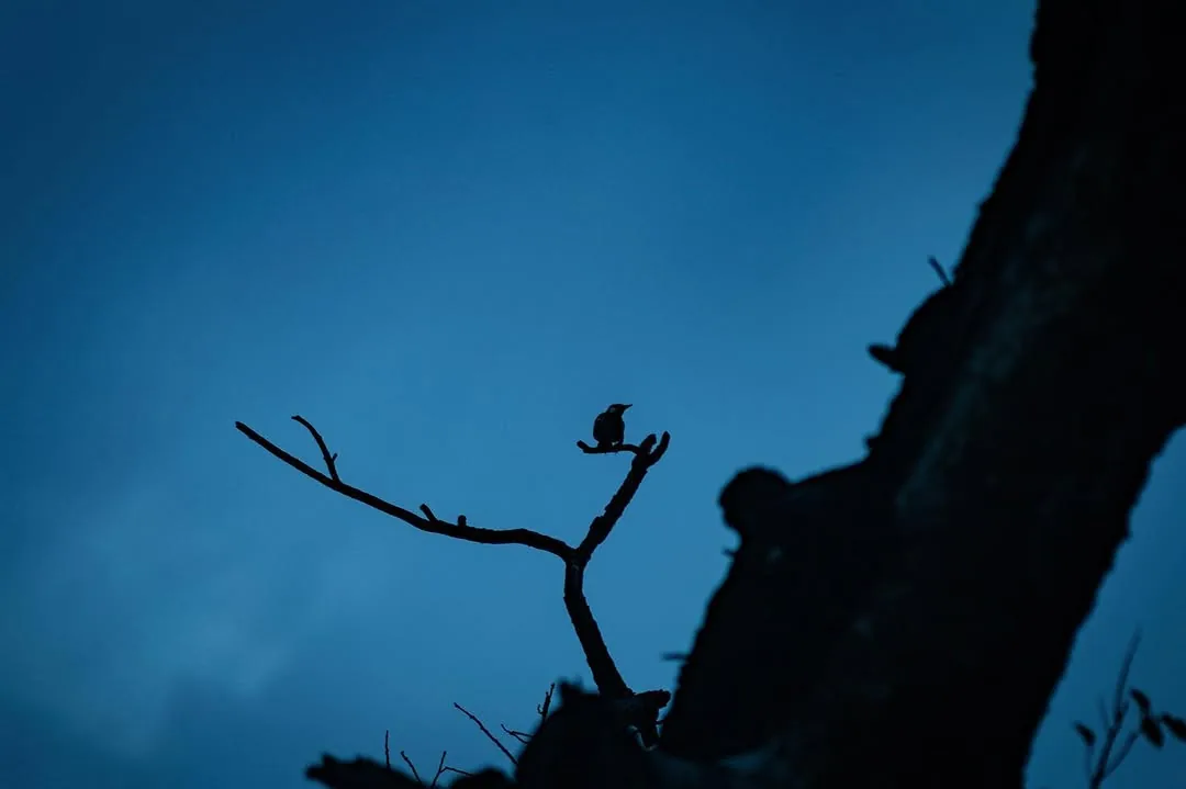 Blue, photograph 6 of 11
