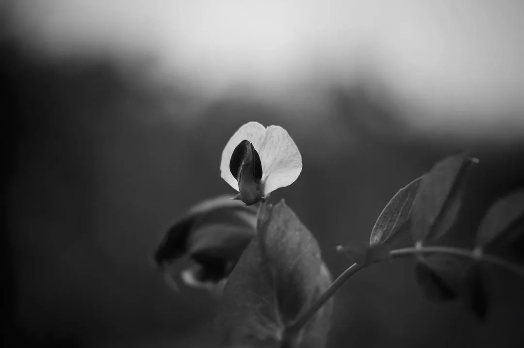 Monochrome, photograph 3 of 16