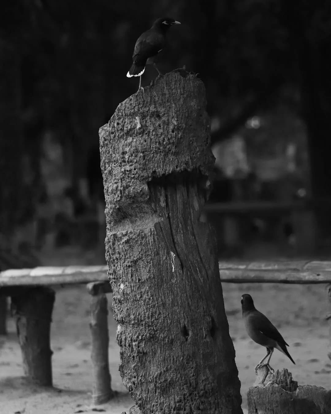 Monochrome, photograph 5 of 16