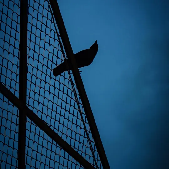 Blue, photograph 4 of 11