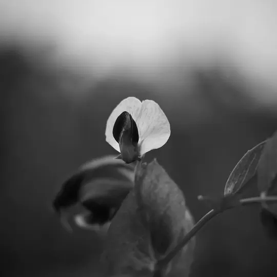 Monochrome, photograph 3 of 16