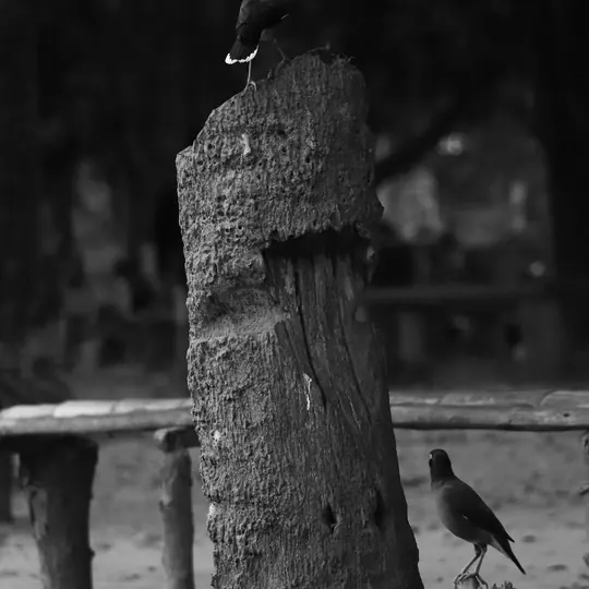 Monochrome, photograph 5 of 16